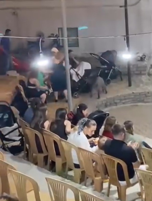Bodrum’da Yaban domuzu düğüne daldı