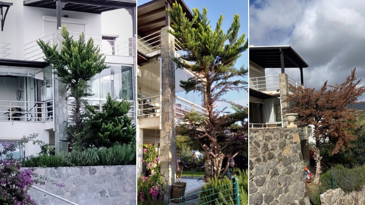 Site yöneticisi bunu yaparsa? Manzarası için ağaç kesti! Kediler yok oldu!