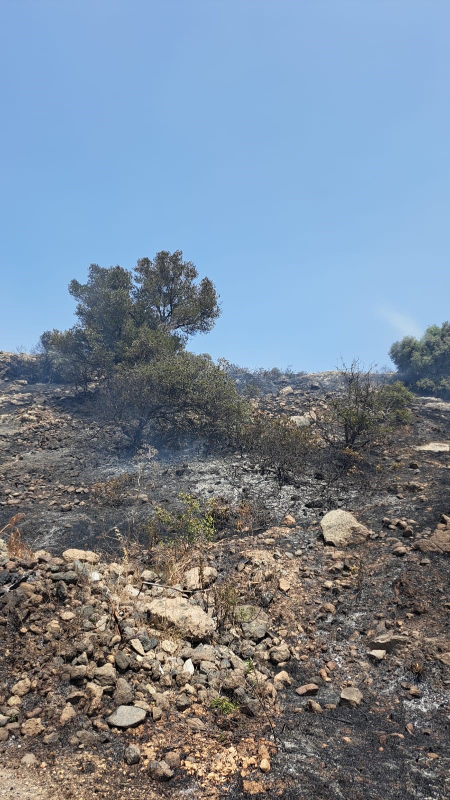 Bodrum'da iki farklı noktada çıkan yangın korkuttu 