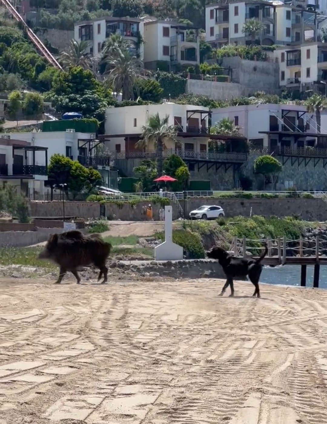 Bodrum'da sahili domuzlar bastı, o anlar kameralara yansıdı