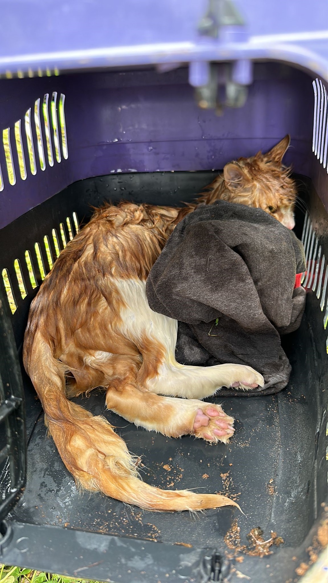 Bodrum’da kuyuya düşen kediyi itfaiye ekipleri kurtardı