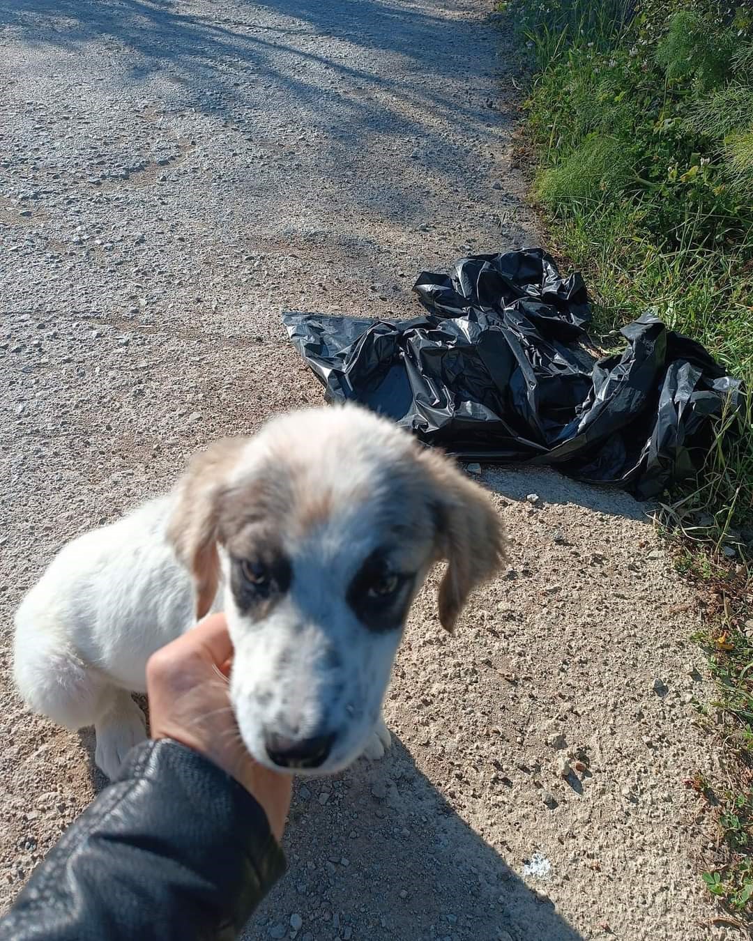  Yavru köpeği ağzı bağlı poşete koyup yol kenarına atmışlar