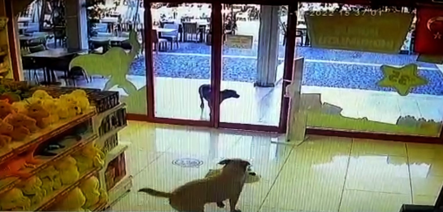 Üç köpeğin mağazadan oyuncak köpek çalması görenleri gülümsetti