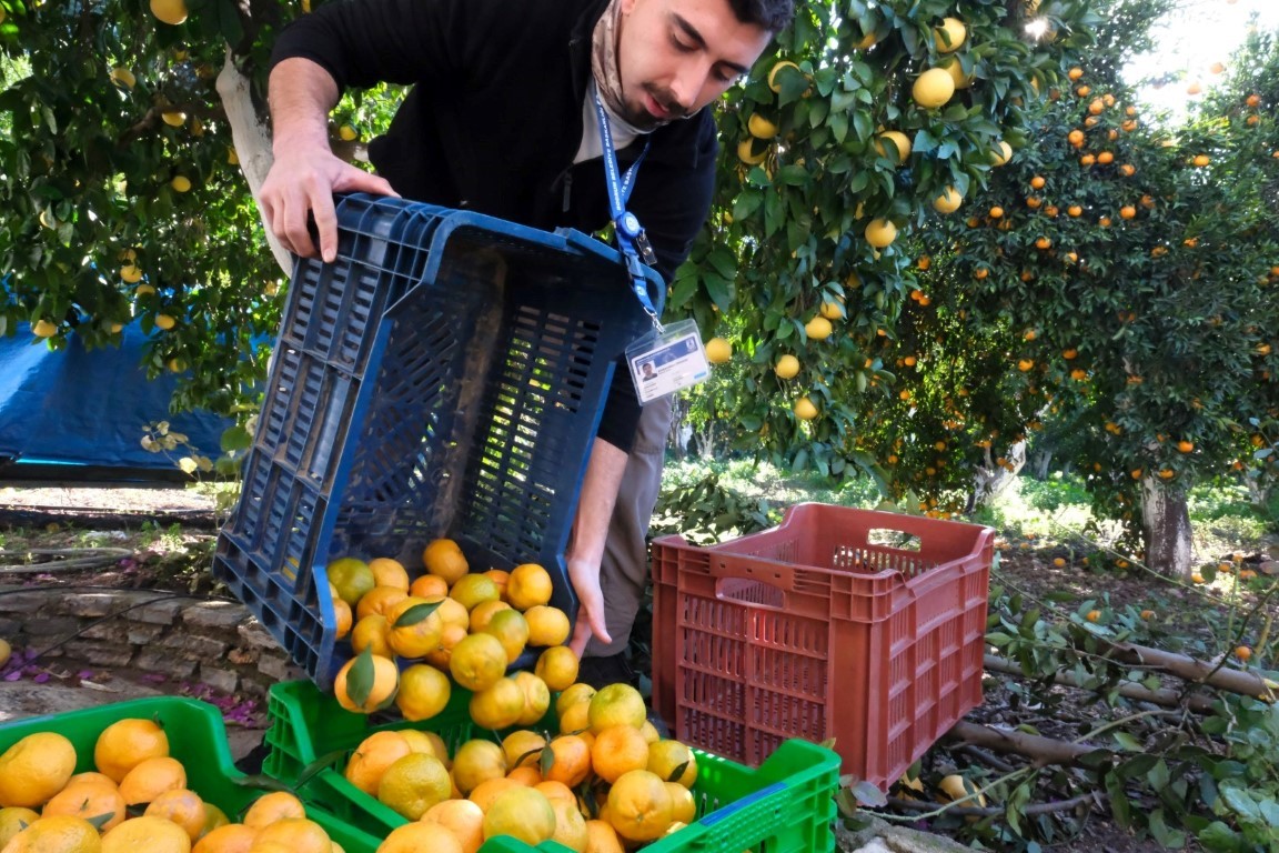 Başkan Mandalinci, mandalina hasadına katıldı