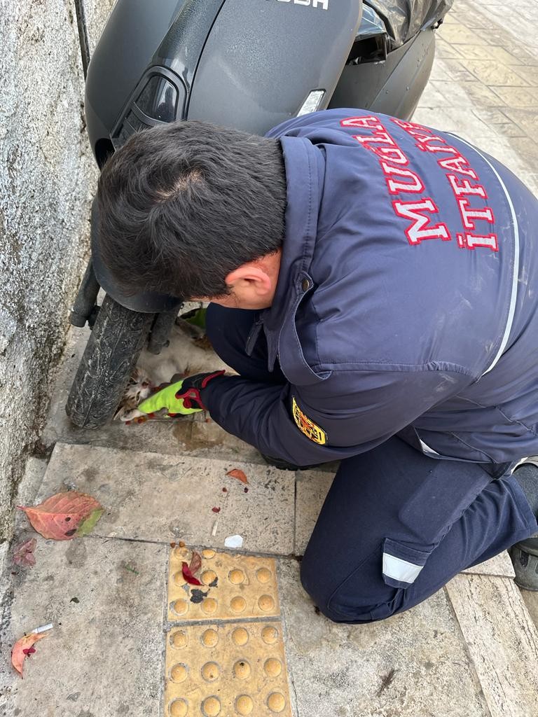  İtfaiye ekipleri kurtardıkları kediyi sahiplendi