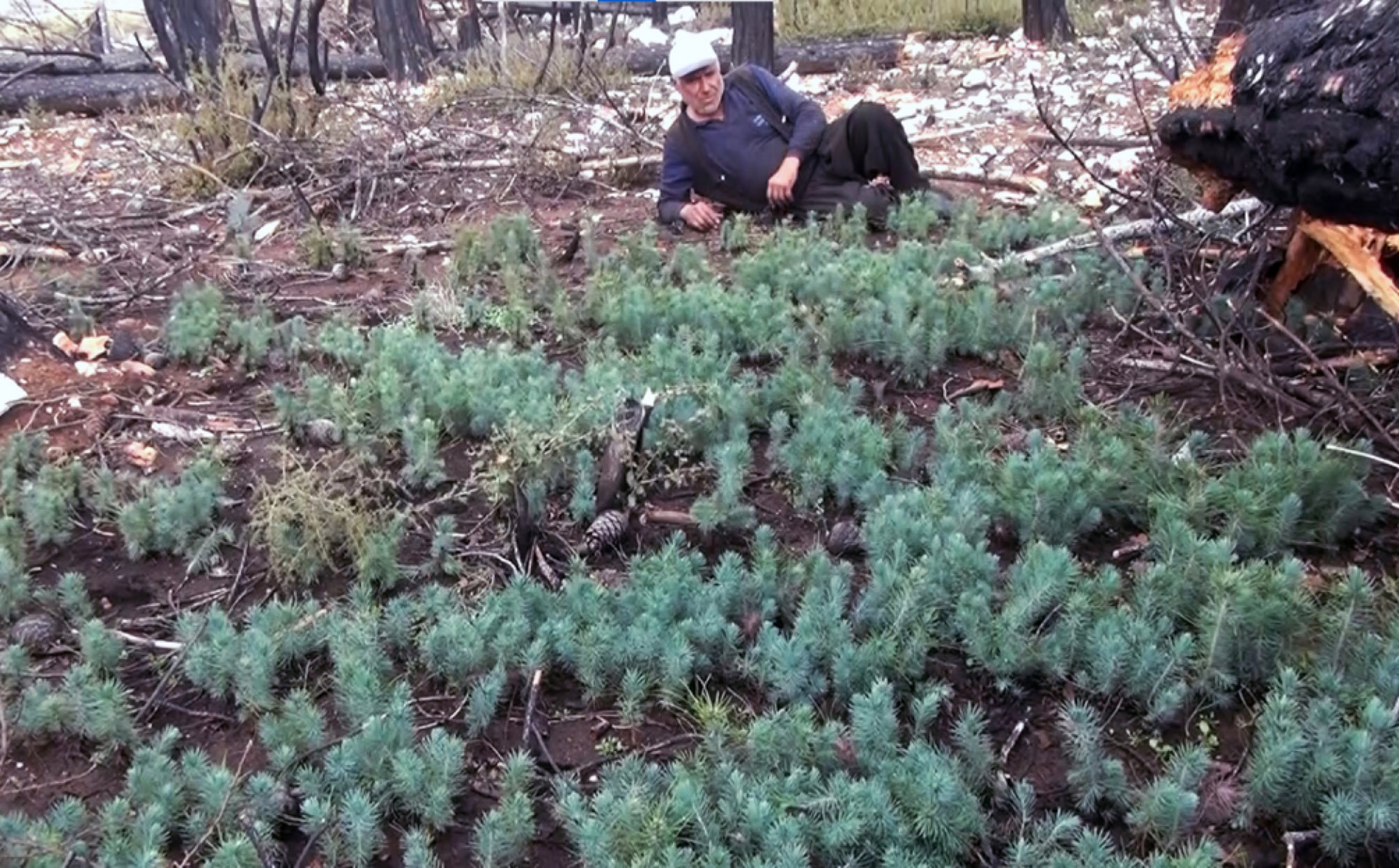 Doğal sürüm fidanlara gözleri gibi bakıyorlar