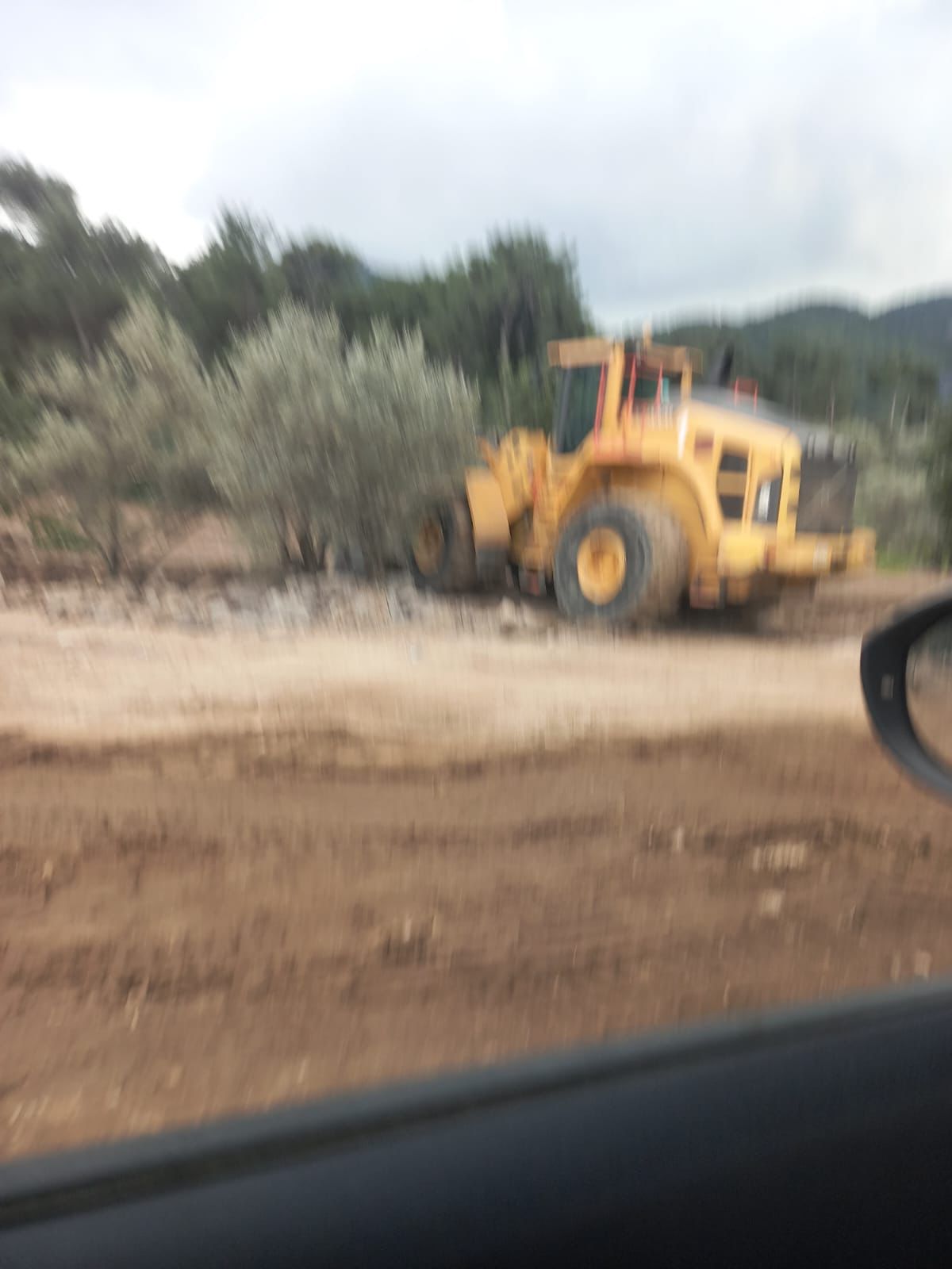 Bodrum Gölköy’de yine Zeytin Katliamı! 