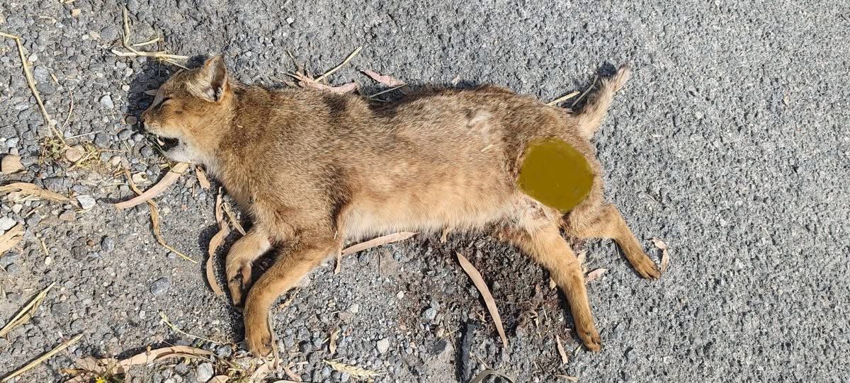 Bir Saz Kedisi daha canından oldu! ‘Çok nadir ve önemli bir türü daha kaybettik’