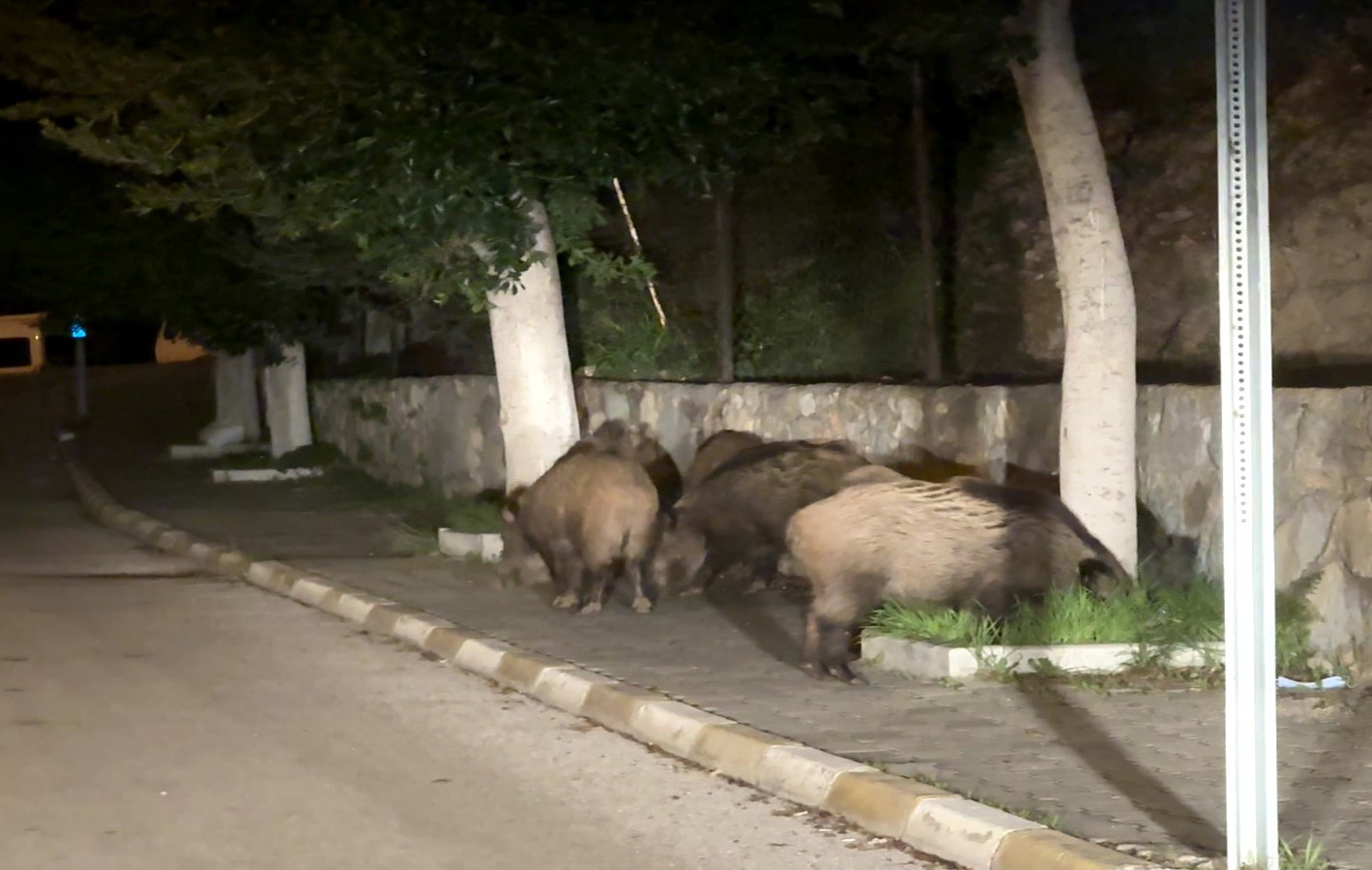 Domuz sürüsü şehre indi