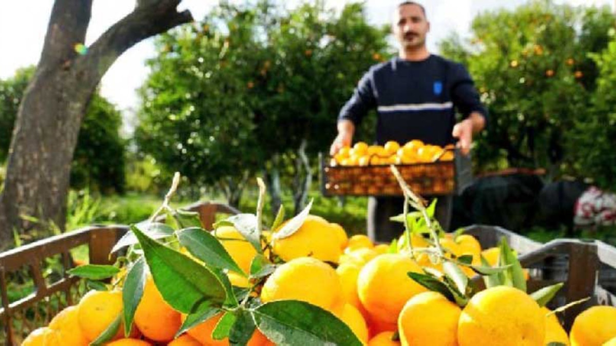 Bodrum mandalinası rant kurbanı oldu