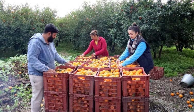 Bodrum mandalinası rant kurbanı oldu