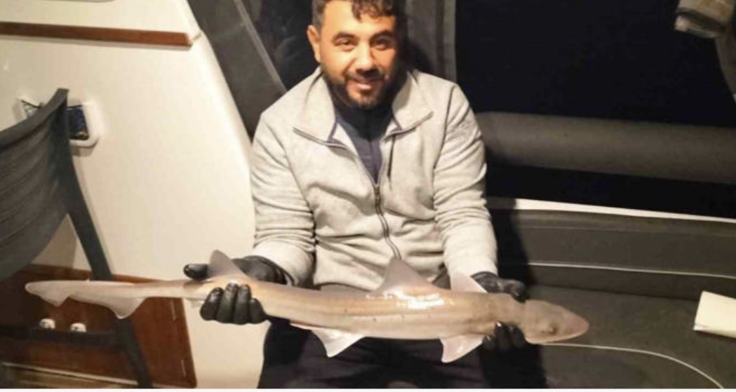 Bodrum açıklarında oltaya köpek balığı takıldı