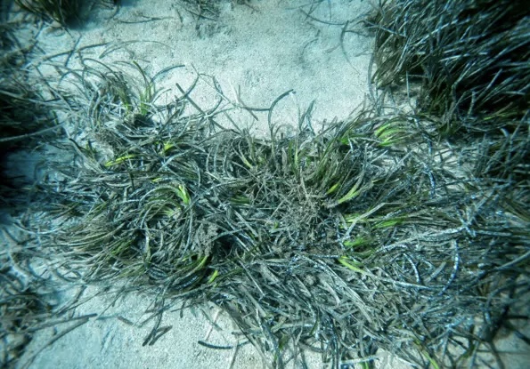 Bodrum açıklarında 40 metre derinliğe uzanan kesintisiz deniz çayırı kuşağı belirlendi