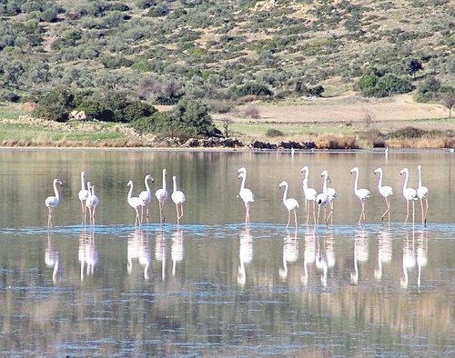 Muğla’da belediyeden ‘Çevre Katliamı!’