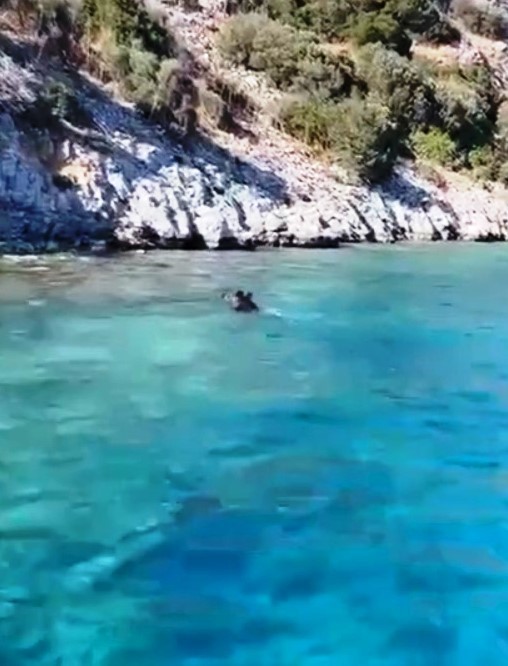 Bodrum'da yüzen domuz görenleri şaşırttı