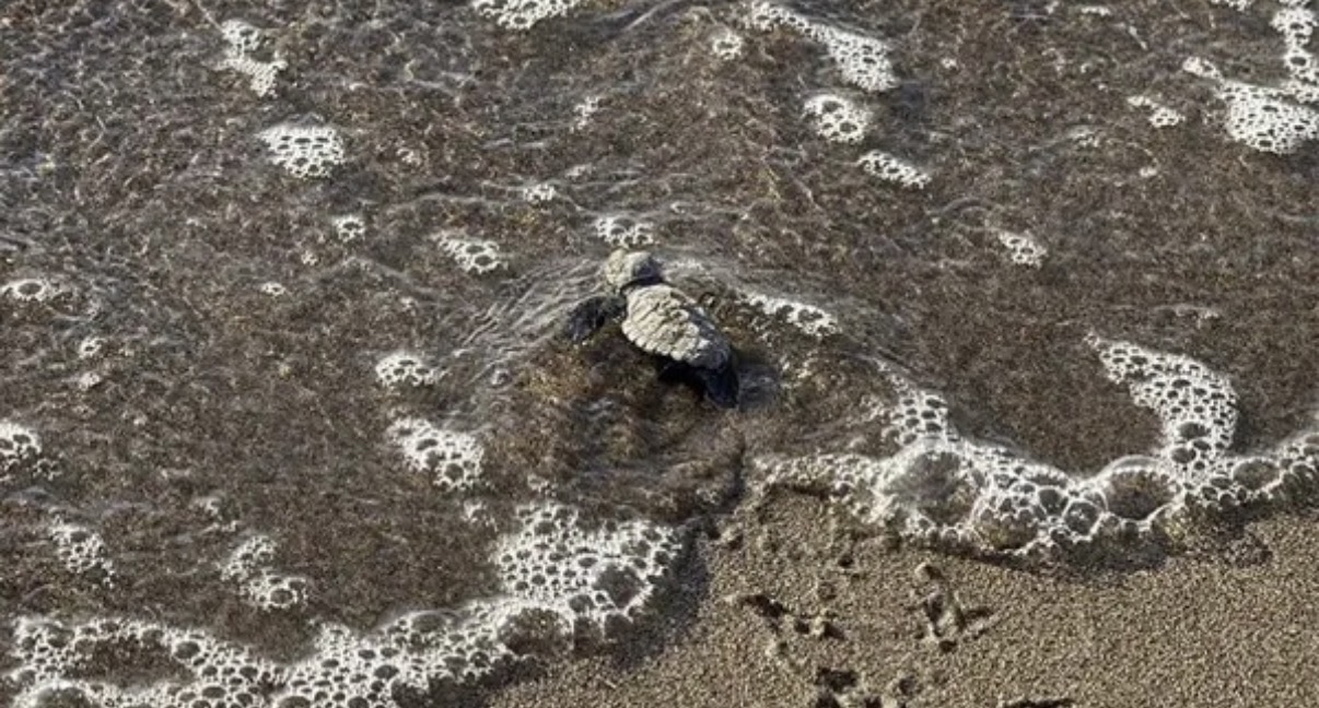 Bodrum'da Yavru Caretta Carettalar Denizle Buluştu