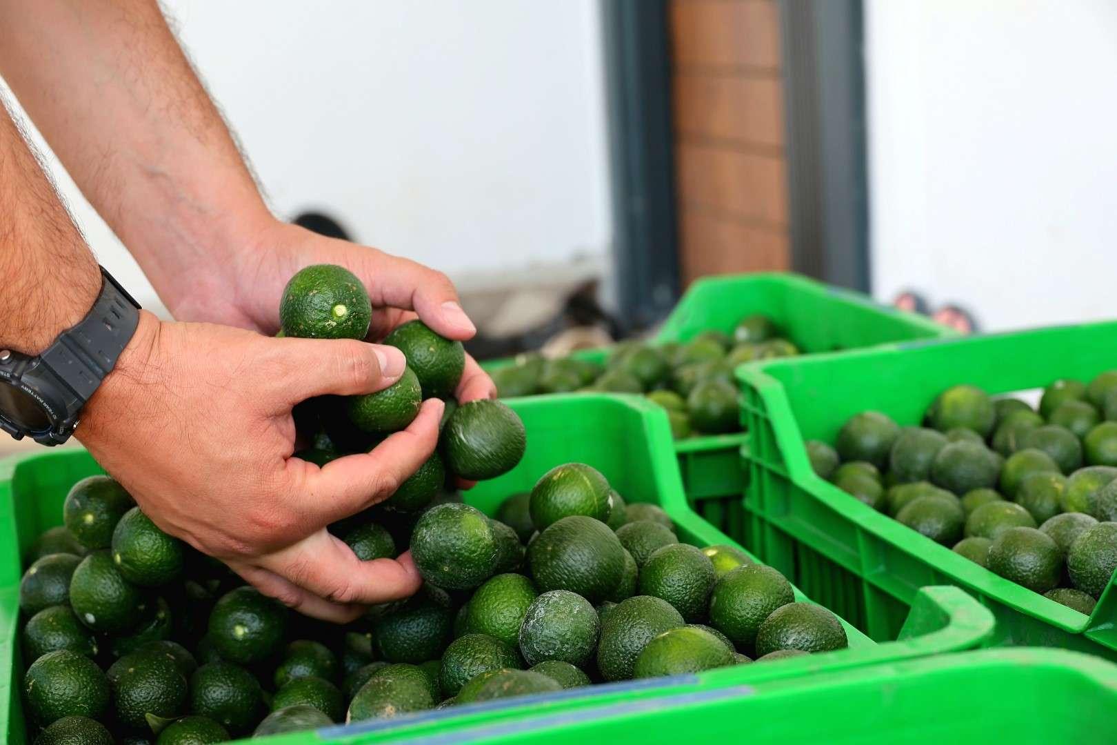 Yeşil Bodrum Mandalini Hasadı Devam Ediyor