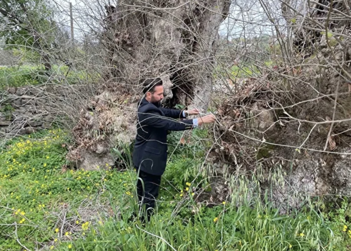 Bodrum’da 2 bin yıllık dev çınar keşfedildi: Çevresi yaklaşık 20 metre