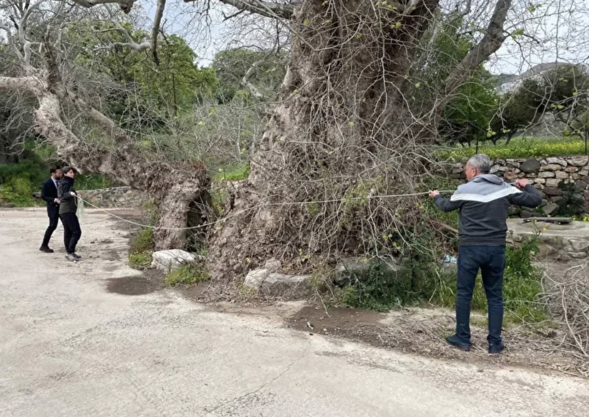 Bodrum’da 2 bin yıllık dev çınar keşfedildi: Çevresi yaklaşık 20 metre