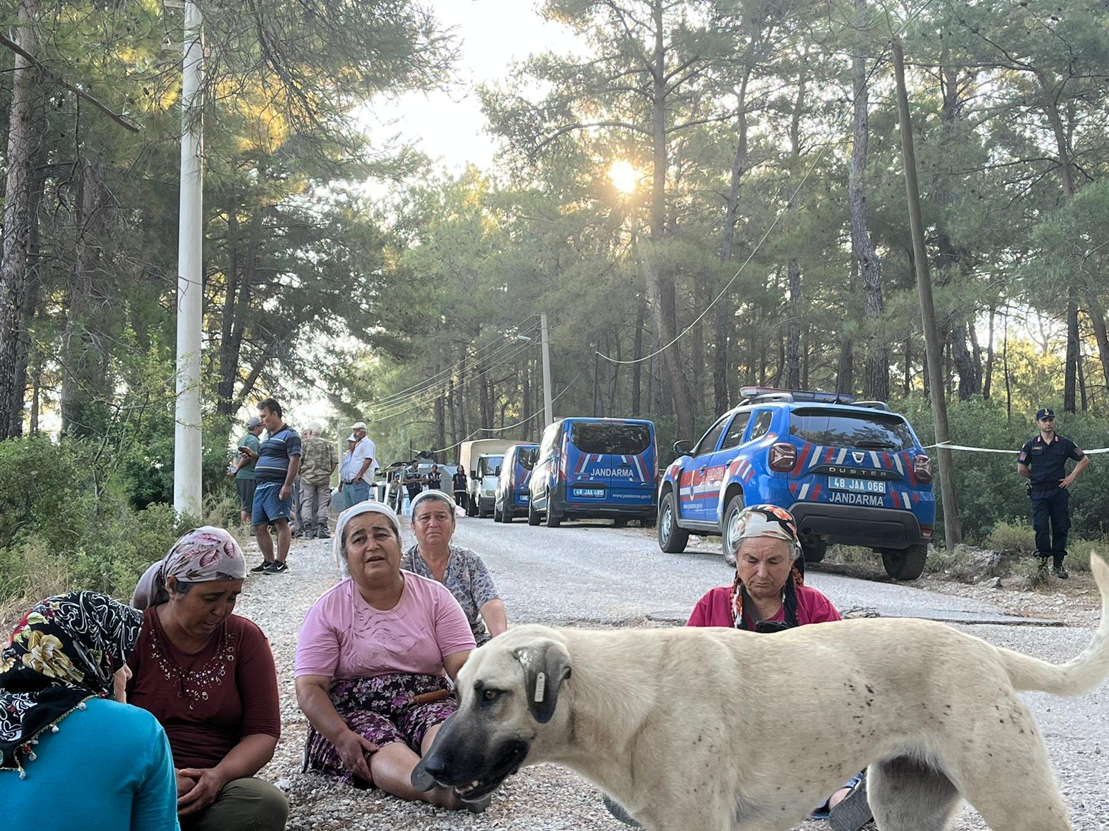 Akbelen’de ağaç katliamı! İMDAT SESLERİ! 