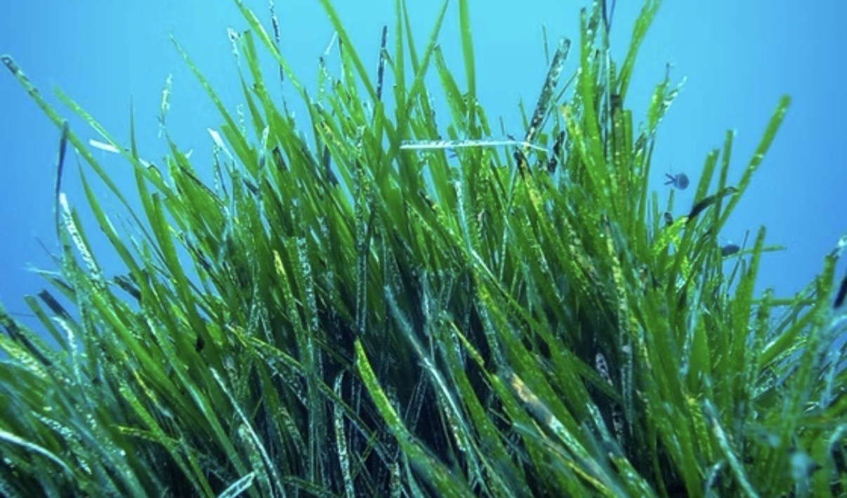 Bodrum Yarımadası Deniz Çayırı Analizi Sonuçları Yayınlandı