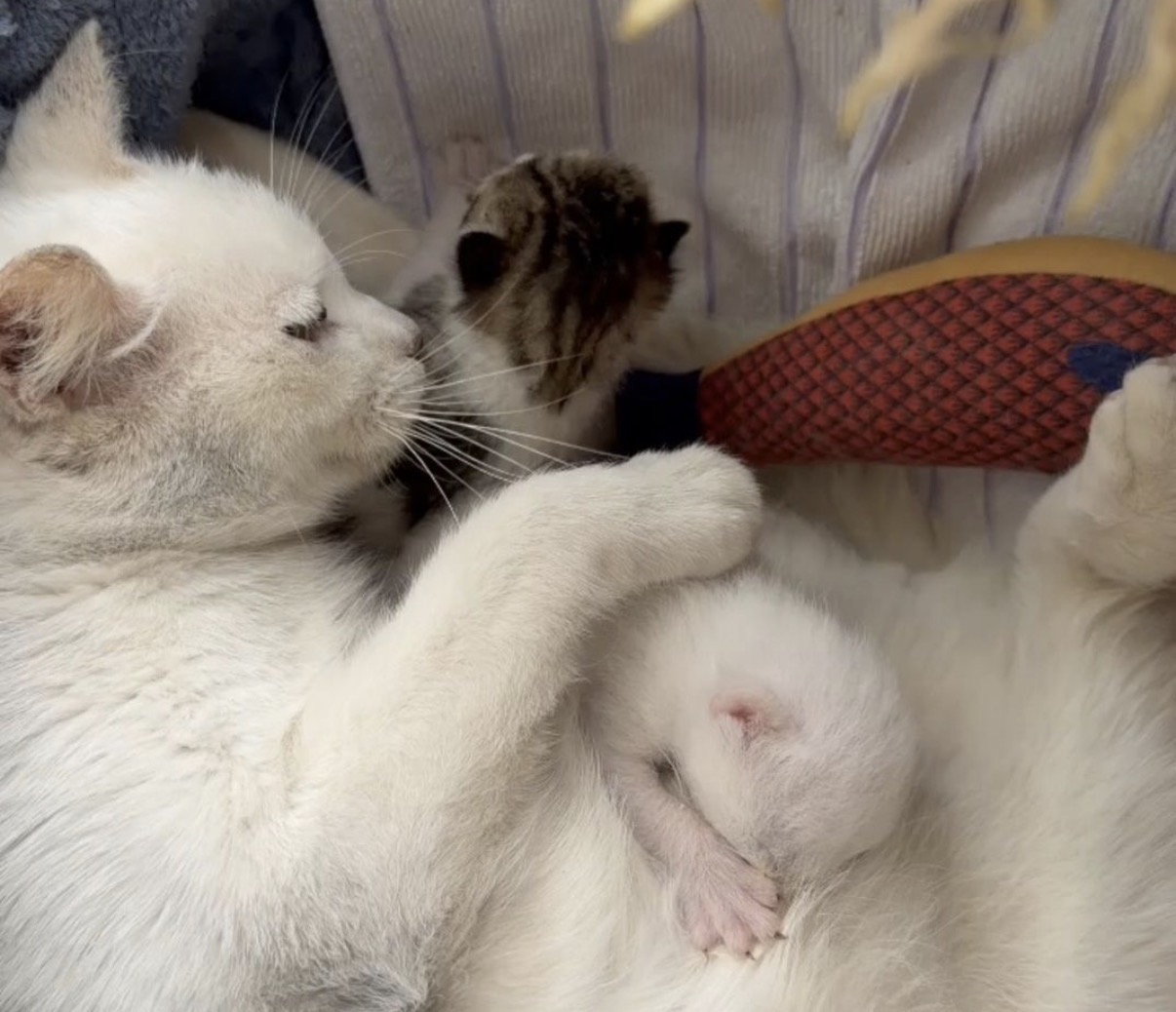 Sağanak Altında Doğan Yavrulara Umut Oldular