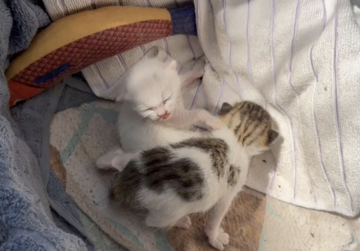 Sağanak Altında Doğan Yavrulara Umut Oldular