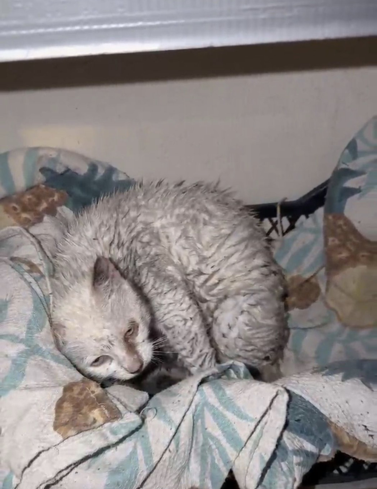 Sağanak Altında Doğan Yavrulara Umut Oldular