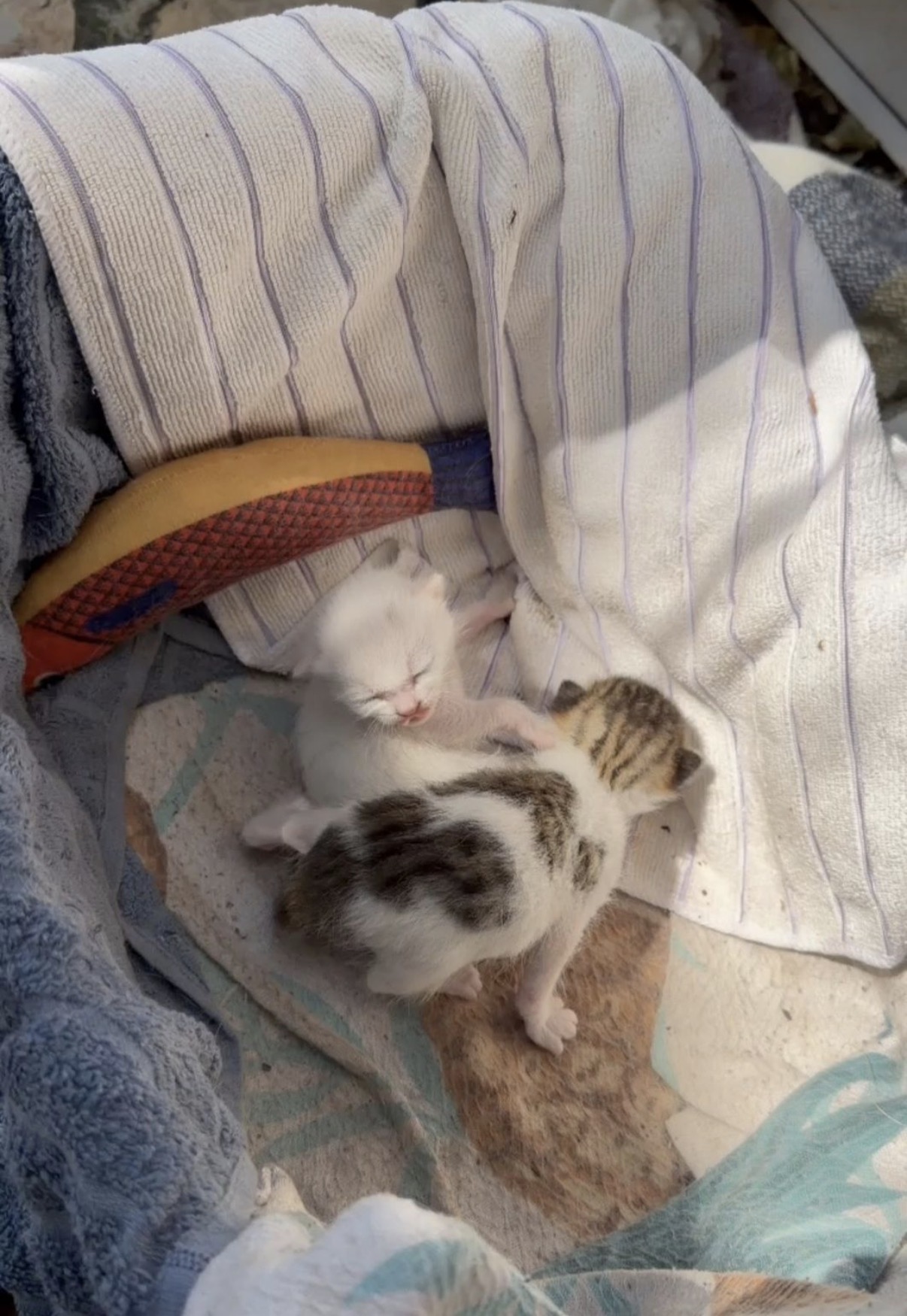 Sağanak Altında Doğan Yavrulara Umut Oldular