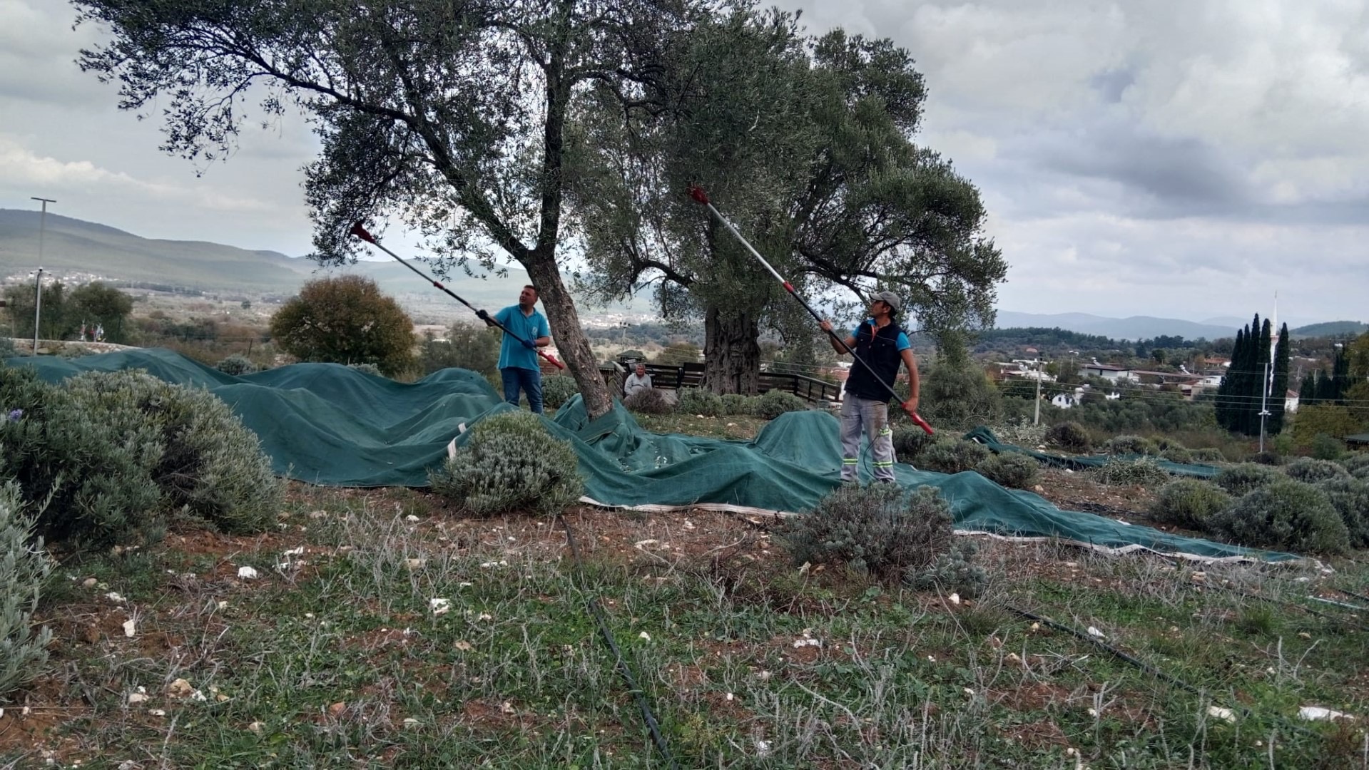 Bodrum’da Zeytin Hasadı Başladı
