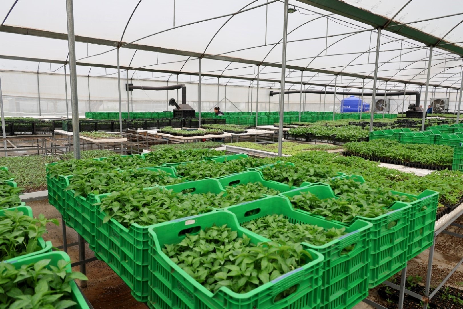 ‘Üreten Bodrum Buluşması’nda üreticilere fide dağıtıldı 