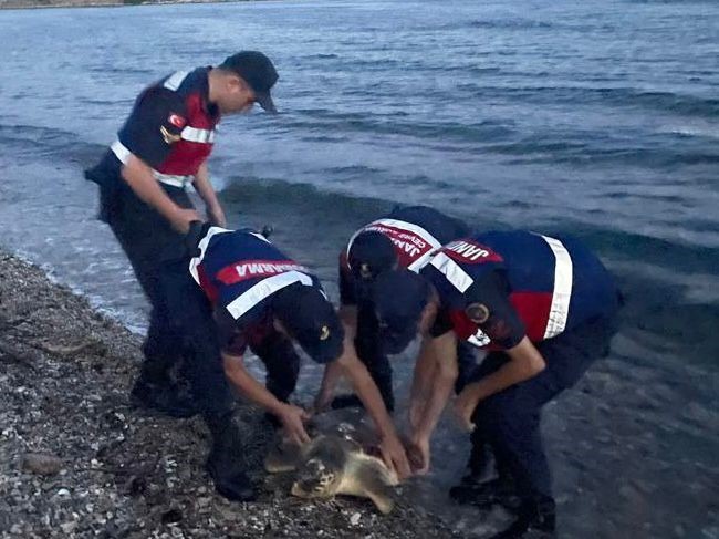 Yaralı Caretta’nın yardımına Jandarma koştu