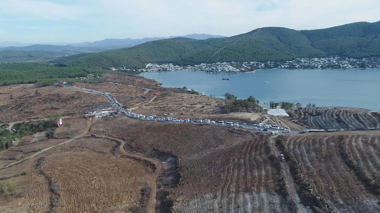 Bodrum'da yanan ormanlar 21 ay sonra yeniden yeşermeye başladı