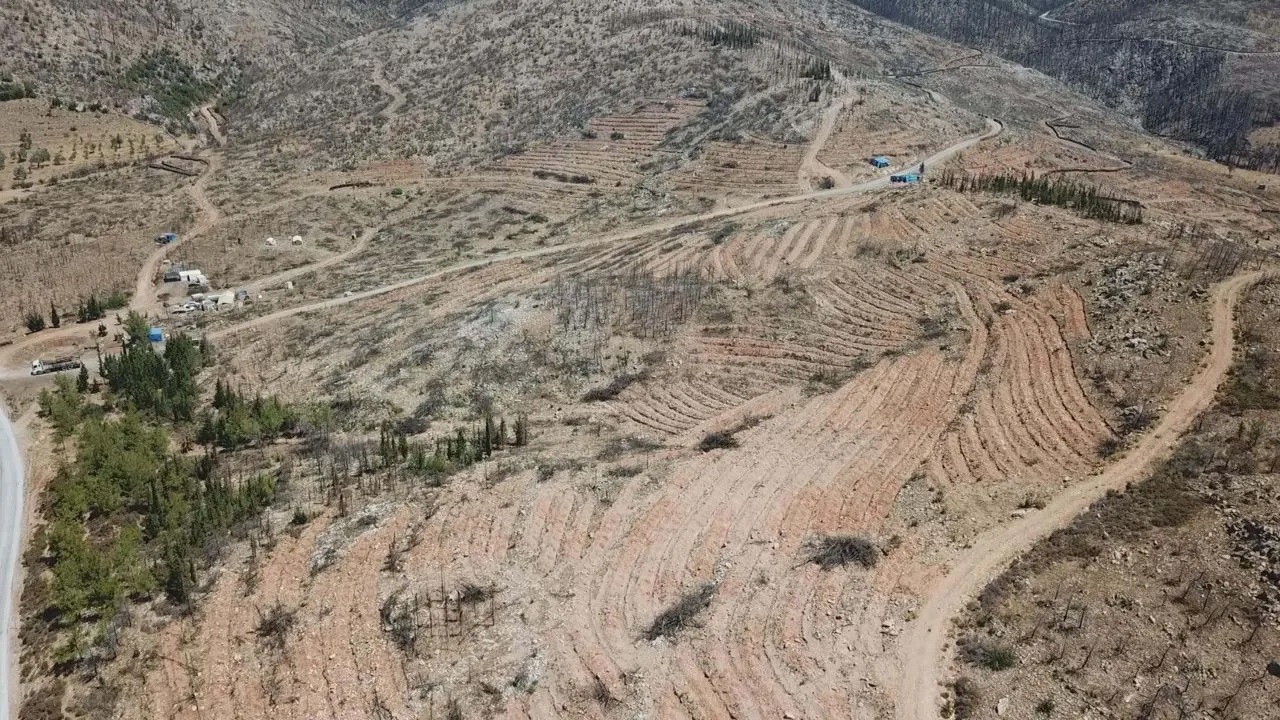 Bodrum'da yanan ormanlar 21 ay sonra yeniden yeşermeye başladı