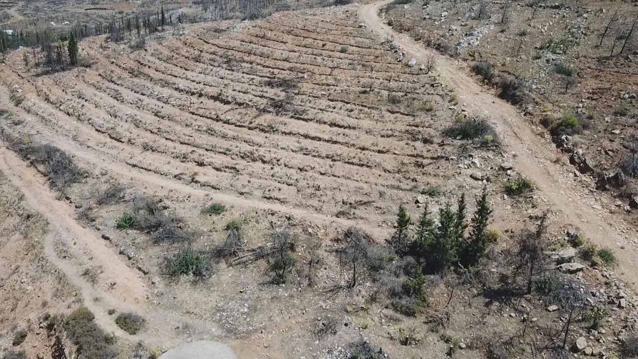 Bodrum'da yanan ormanlar 21 ay sonra yeniden yeşermeye başladı