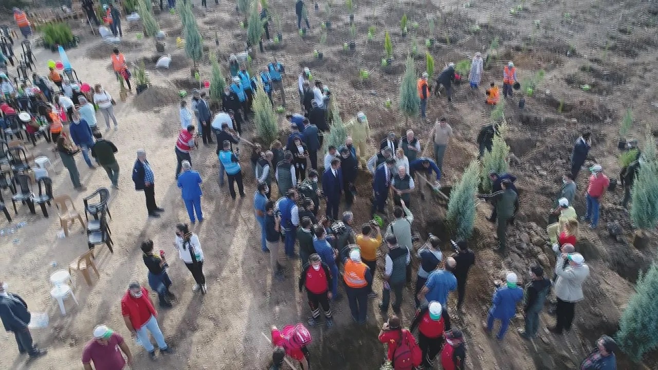 Bodrum'da yanan ormanlar 21 ay sonra yeniden yeşermeye başladı