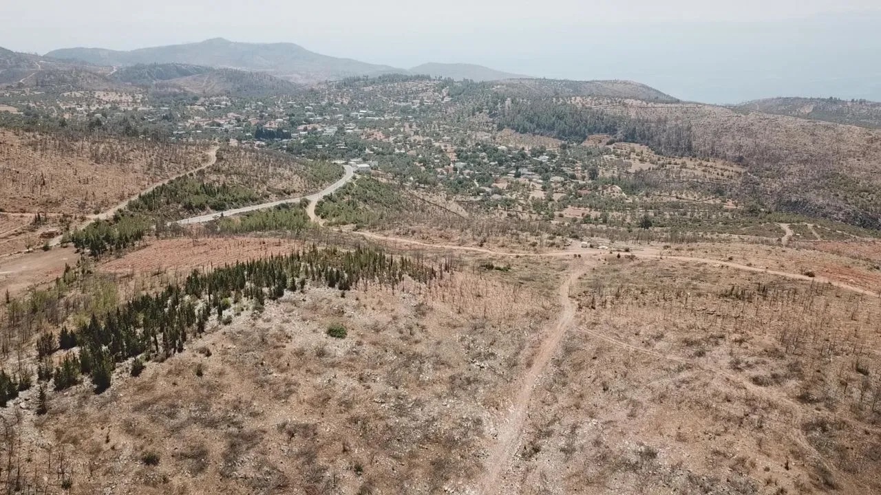 Bodrum'da yanan ormanlar 21 ay sonra yeniden yeşermeye başladı