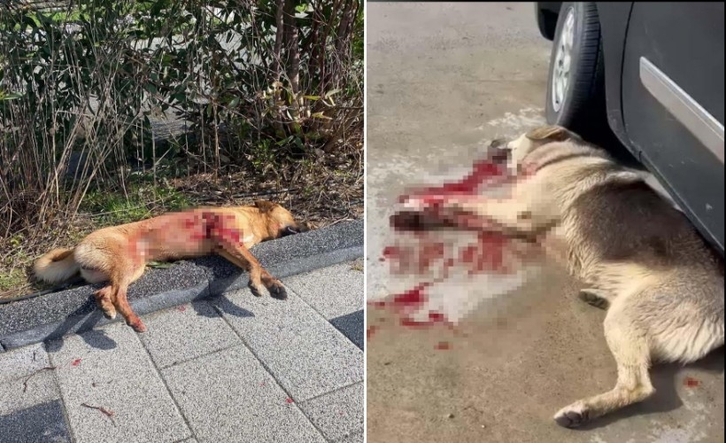 Güvercinlik’te iki köpeğin silahla vurulup öldürülmesi olayında şüpheliler adli kontrolle serbest!
