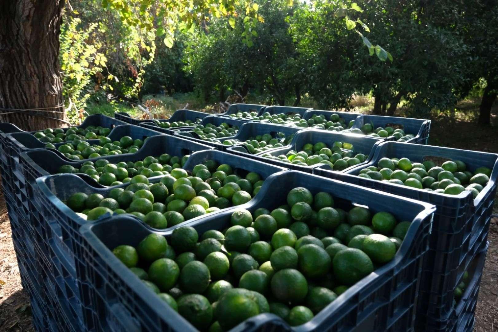 Yeşil Bodrum Mandalini Hasadı Devam Ediyor