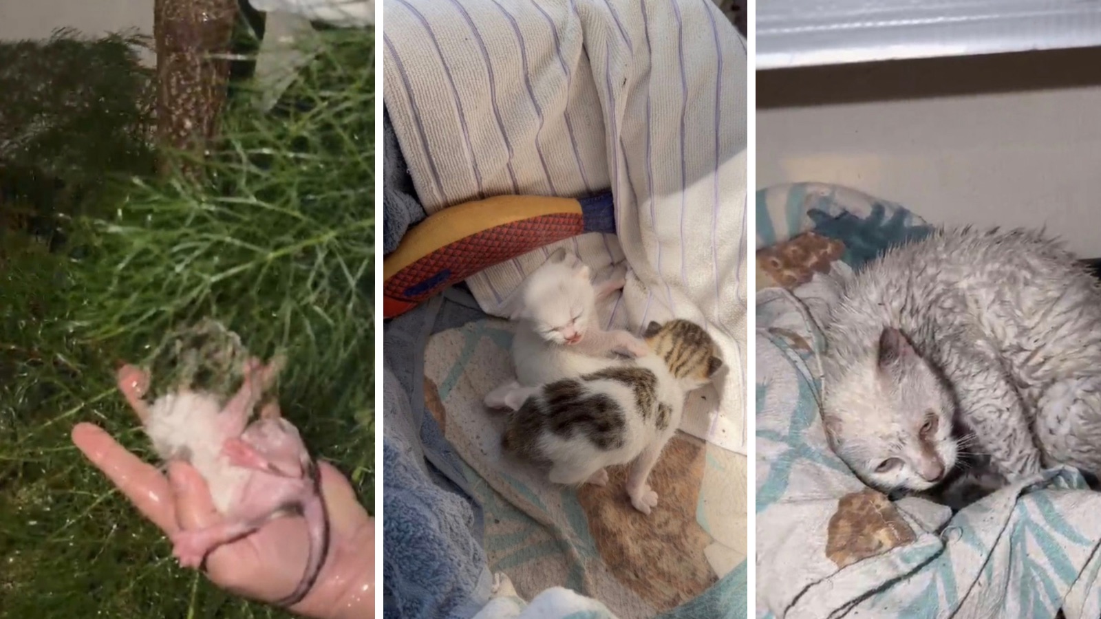 Sağanak Altında Doğan Yavrulara Umut Oldular